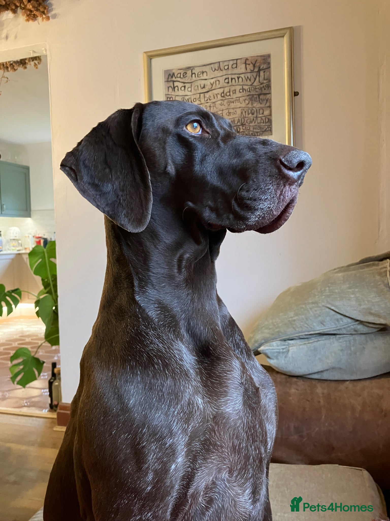 German Shorthaired Pointer dogs Gorgeous GPS puppies with stunning markings  - Advert 1