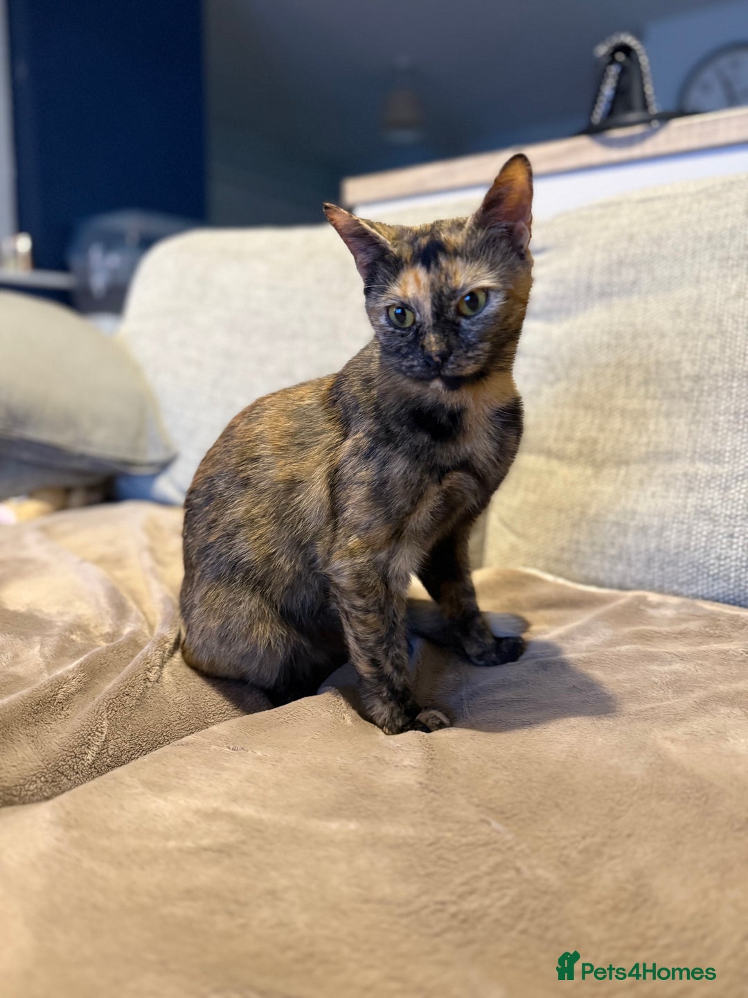 Mixed Breed cats for sale: Tortoiseshell female - Image 2