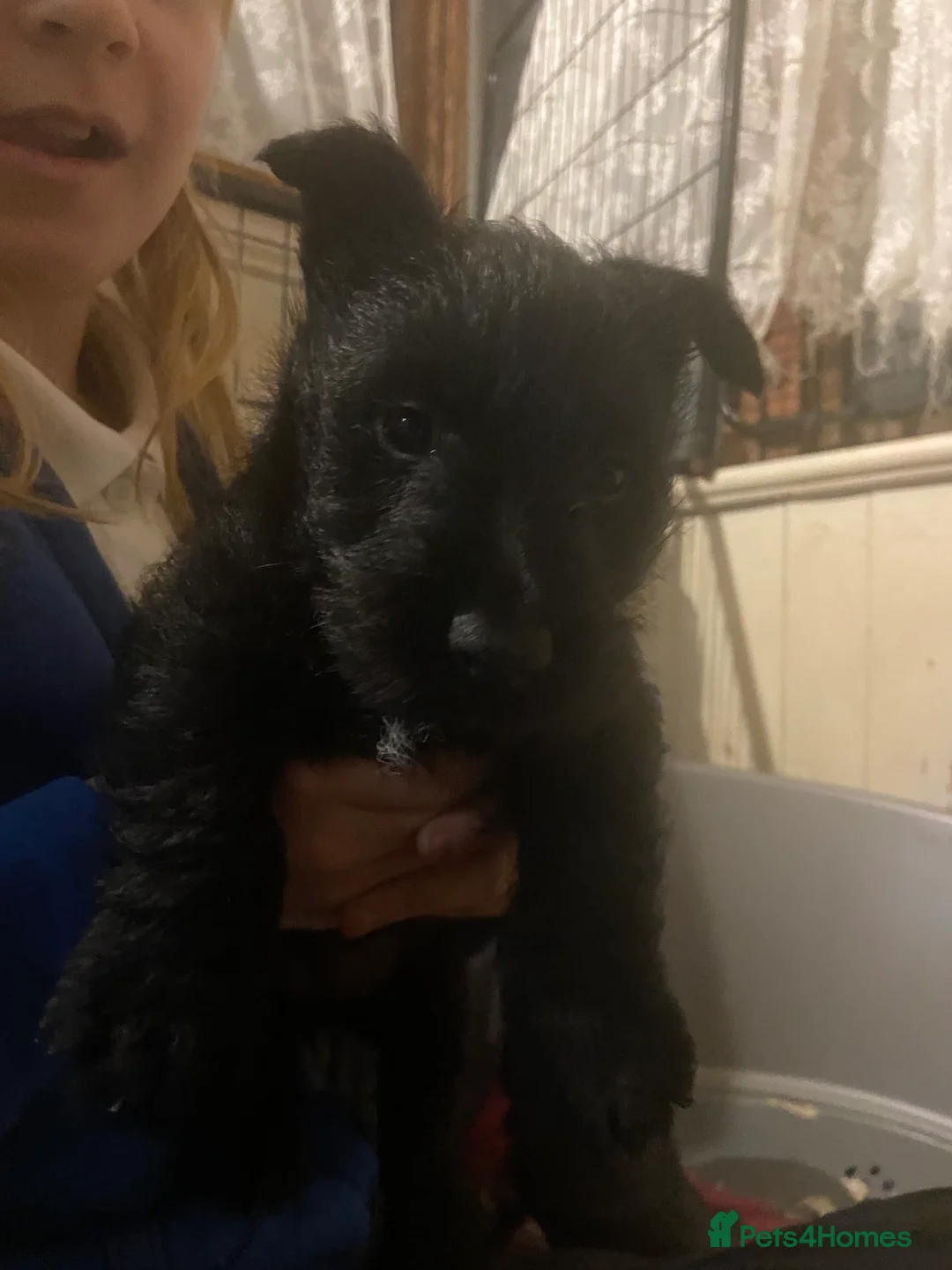 Scottish Terrier dogs for sale: Adorable Scottish Terror Puppies  - Advert 7