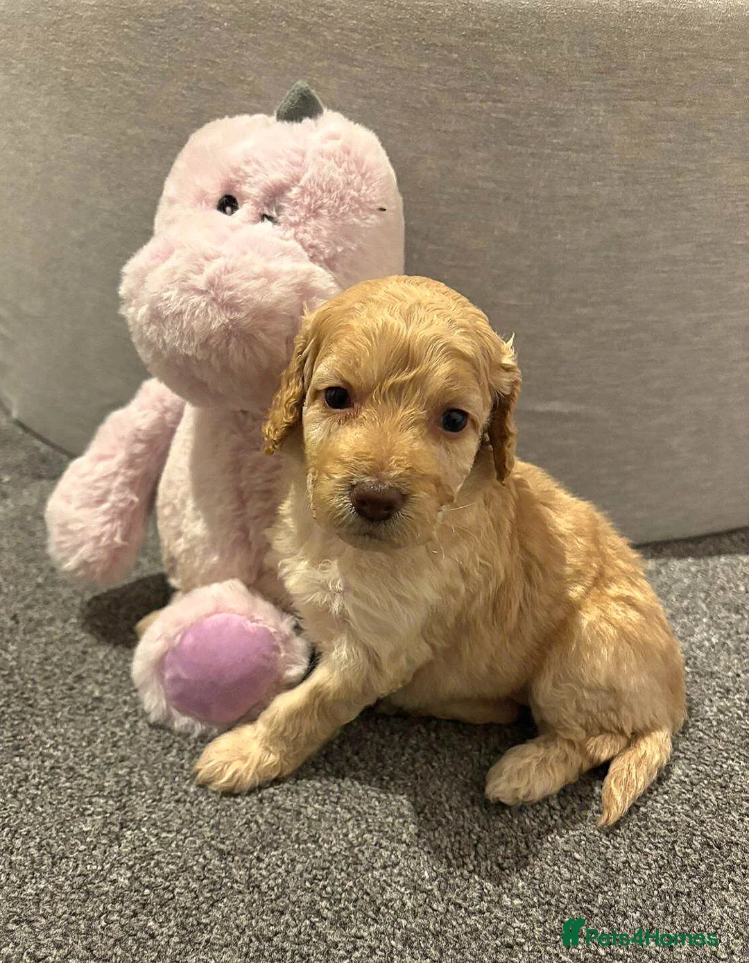 Cockapoo dogs for sale: Cockapoo Puppies - Advert 8