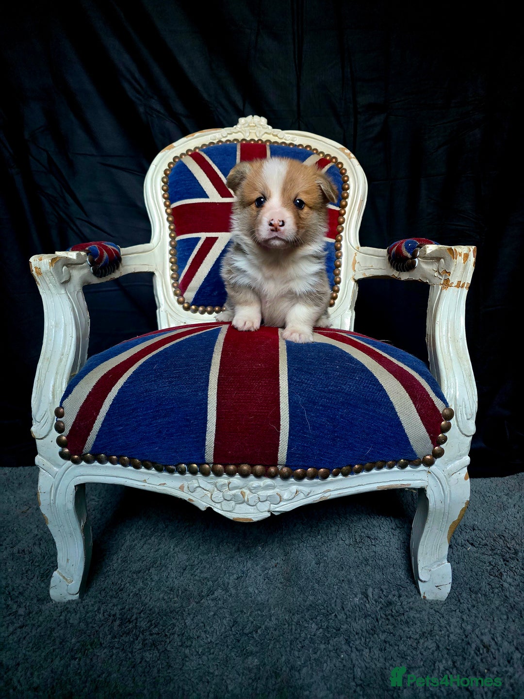 Welsh Corgi Pembroke dogs for sale: Outstanding Pembrokeshire Puppies - Advert 7