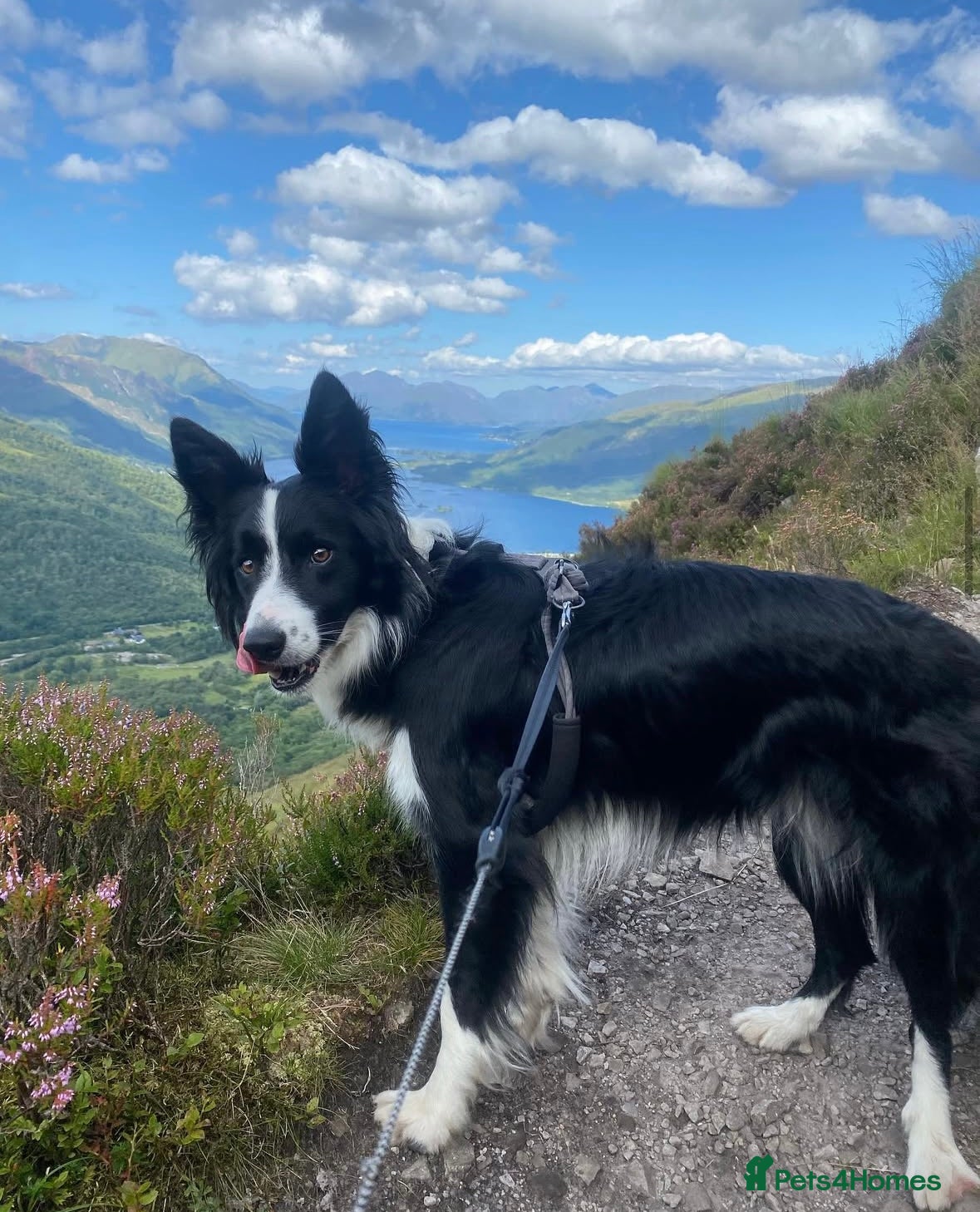 Border Collie dogs Rehoming my 4 year old border collie  - Advert 10