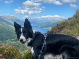 Border Collie dogs Rehoming my 4 year old border collie - Advert 10