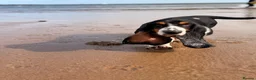 Basset Hound dogs for sale: Female Black Tri Basset Hound puppy  - Advert 5