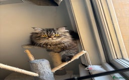 British Longhair cats for stud: Beautiful Bumble available for stud  in Dover - Image 4