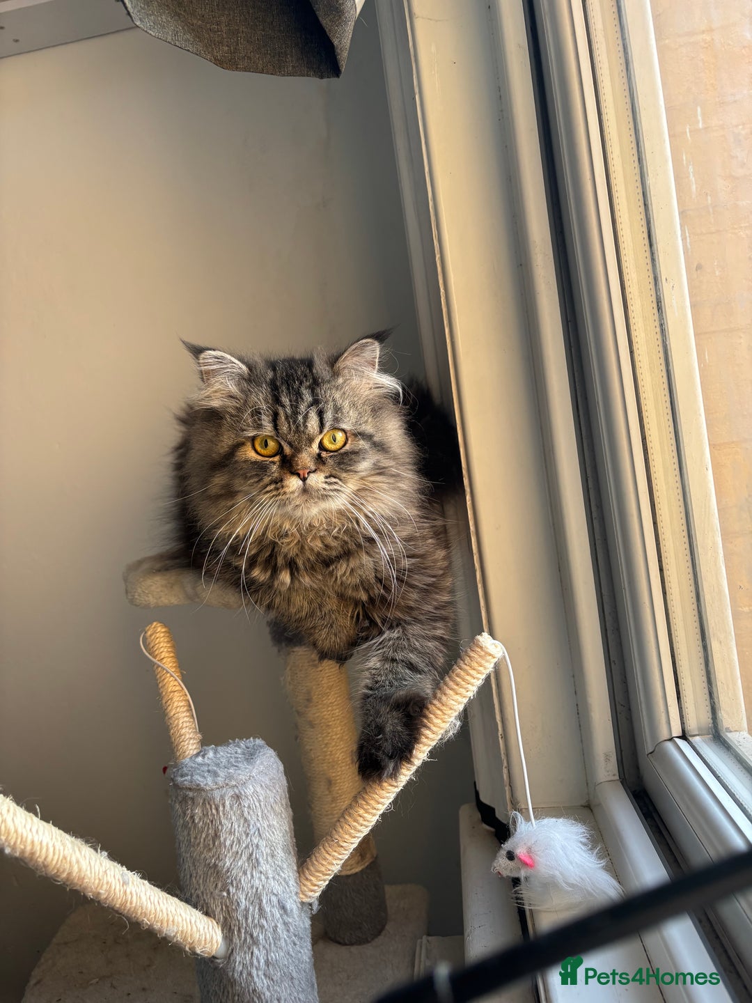 British Longhair cats for stud: Beautiful Bumble available for stud  in Dover - Image 4
