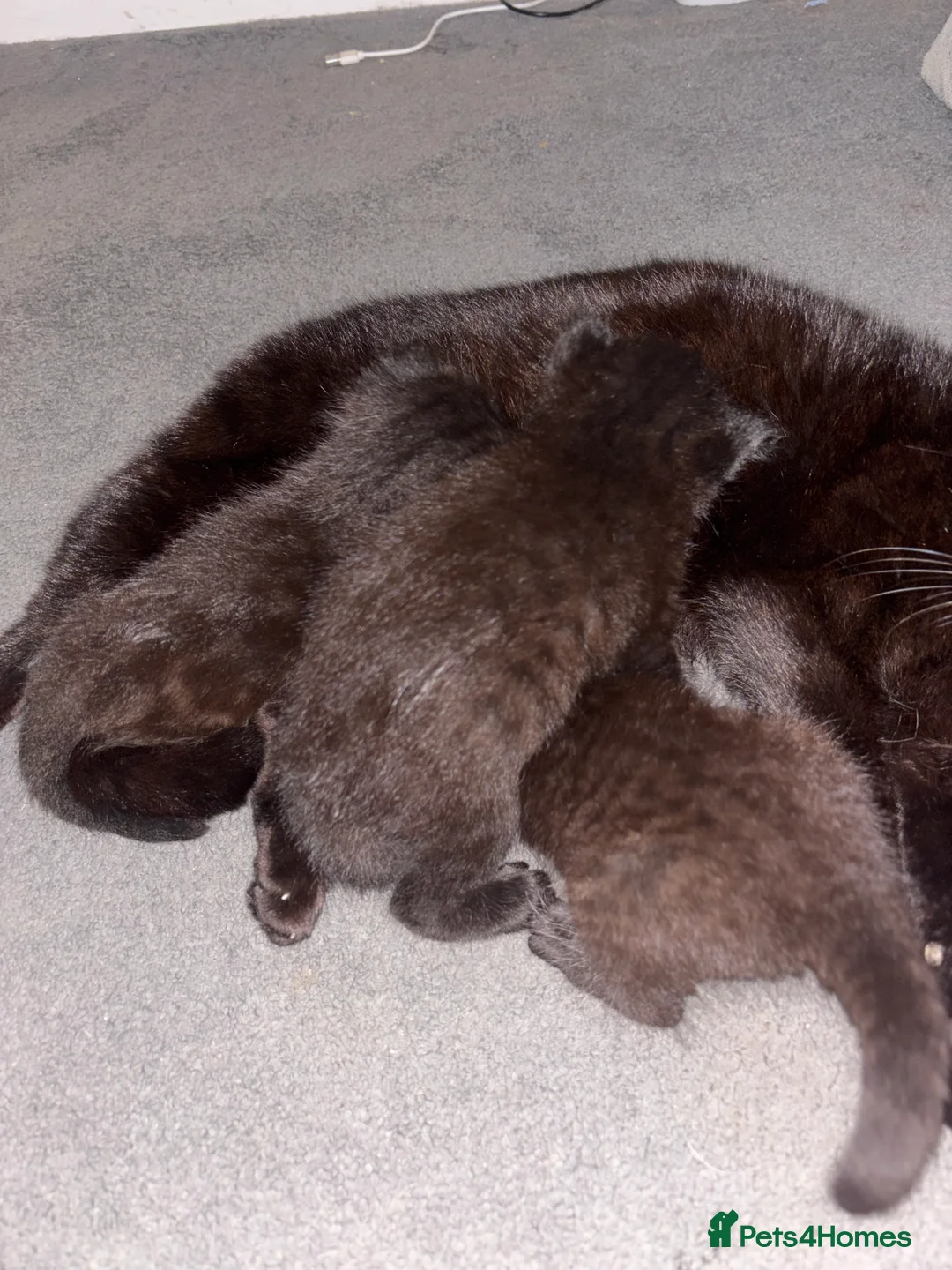 Mixed Breed cats for sale: Cute tuxedo kitties  - Advert 2