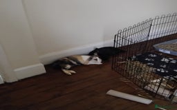 Mixed Breed rabbits for sale: 2 bonded female rabbits - Image 2