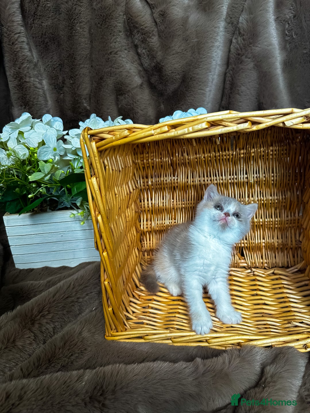 British Shorthair cats for sale: Tica reg 🌈 10colours British shorthair kittens  - Image 21