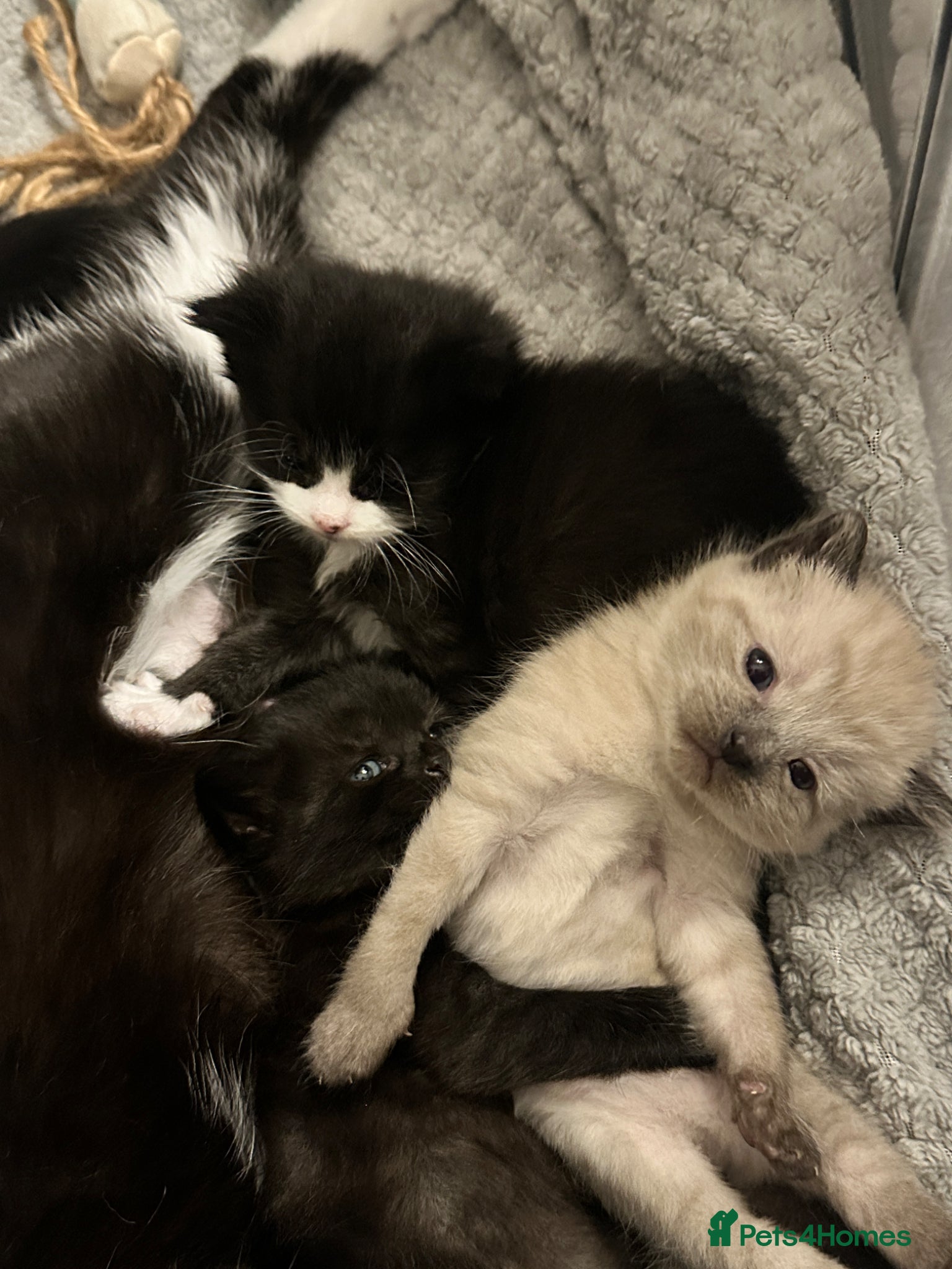 Mixed Breed cats Kittens for sale - Advert 2