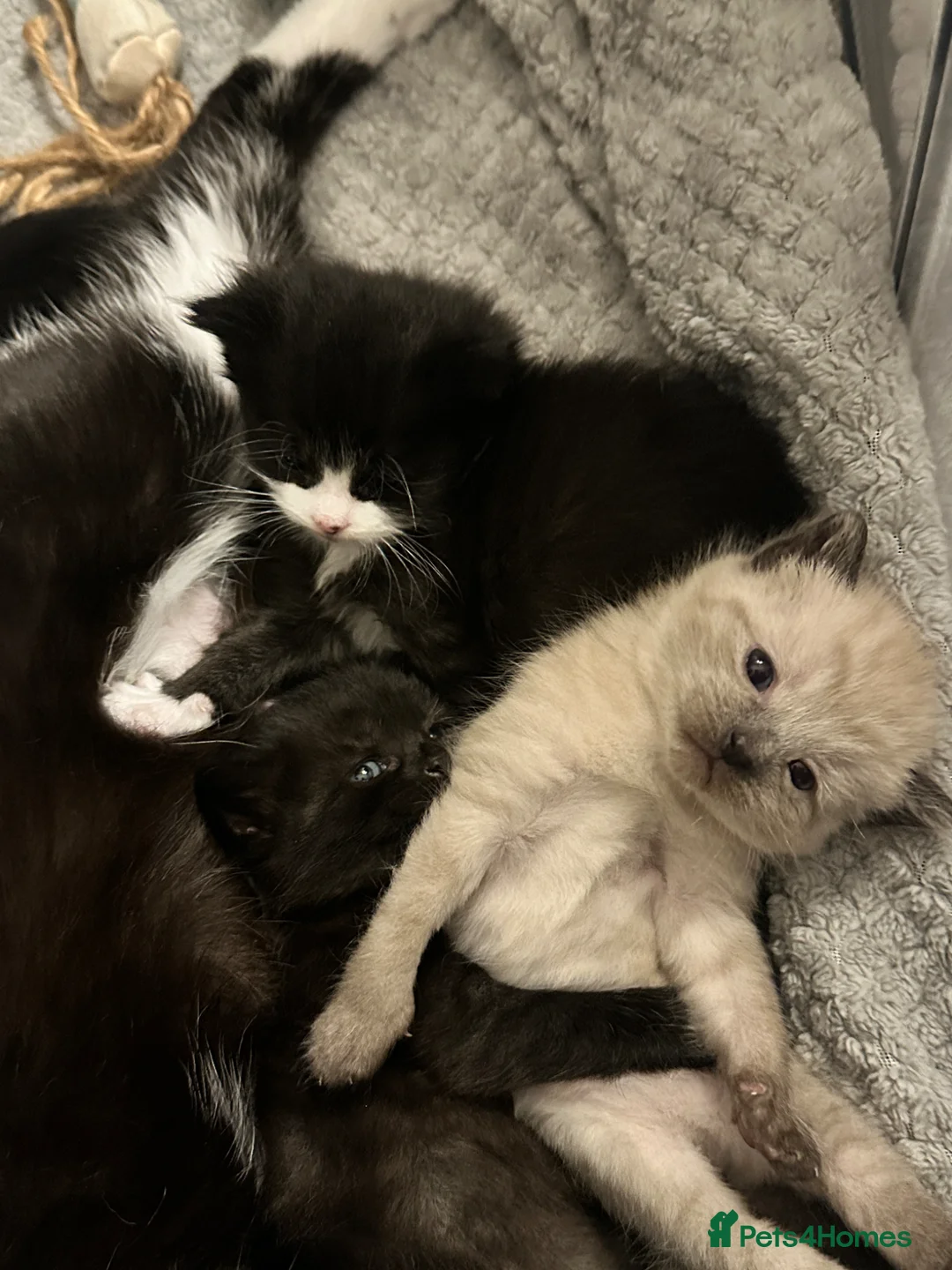 Mixed Breed cats for sale: Kittens for sale - Advert 1