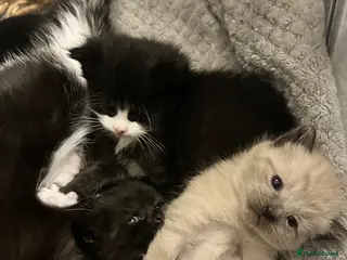 Mixed Breed cats Kittens for sale - Advert 2