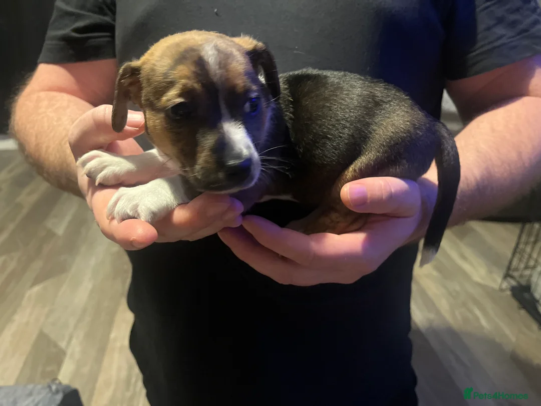 Jack Russell dogs for sale: Jack Russell  - Advert 3