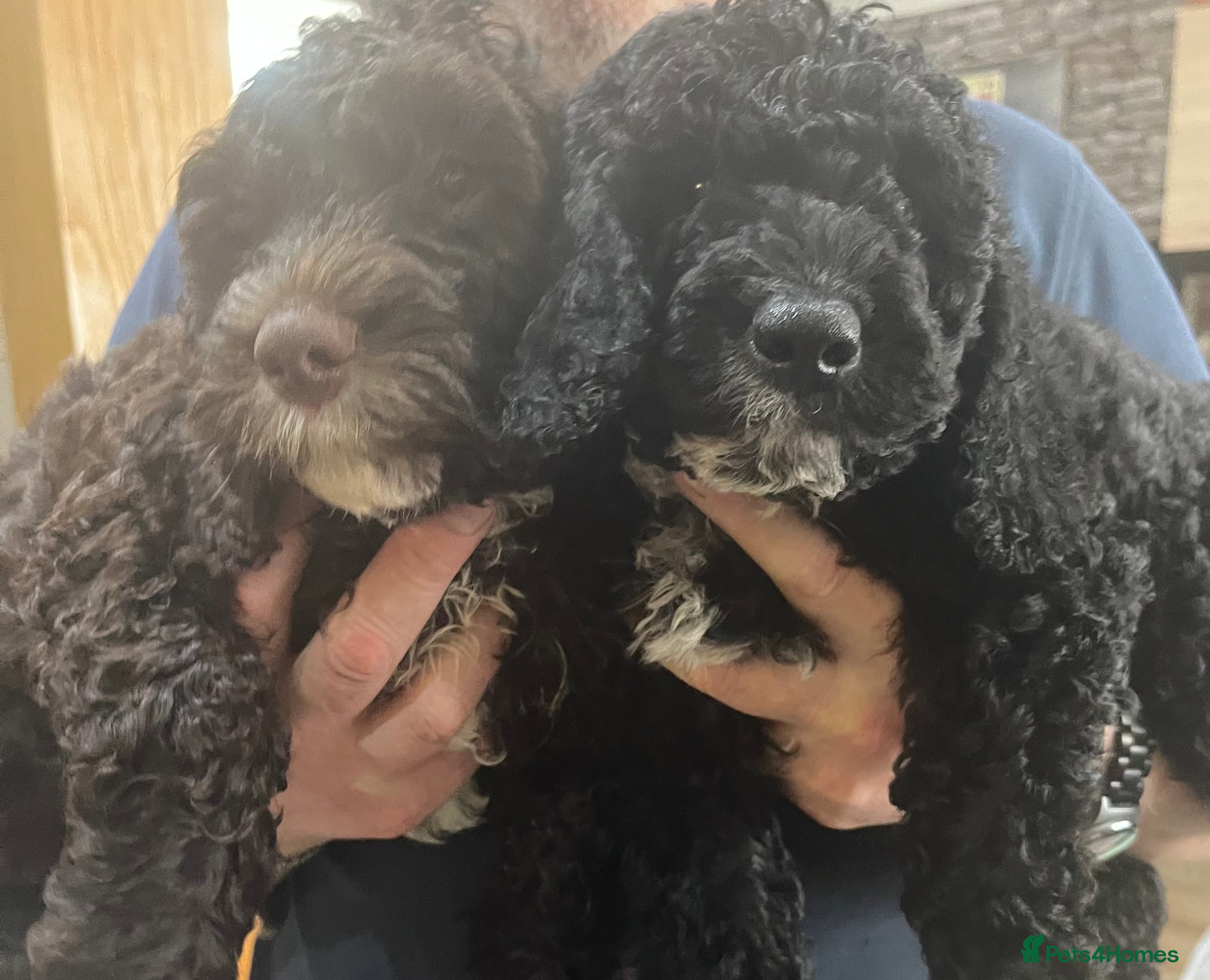 Cockapoo dogs LAST 2 beautiful F1b cockapoo puppies left! - Advert 2