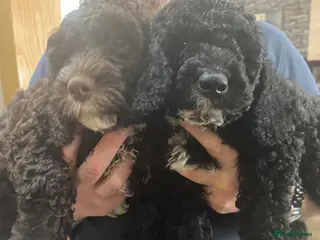 Cockapoo dogs LAST 2 beautiful F1b cockapoo puppies left! - Advert 2