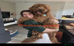 Goldendoodle dogs for sale: Golden doodles f1b - Advert 9