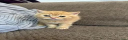 Scottish Fold cats for sale: Adorable Scottish Fold&straight kittens Ready Soon - Advert 5