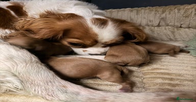 Cavapoo dogs - Advert 5