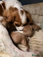 Cavapoo dogs - Advert 2