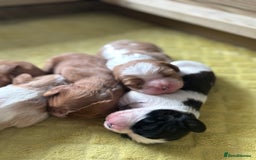 Cavalier King Charles Spaniel dogs for sale: Pugalier Pups ready for their new home!  - Image 29