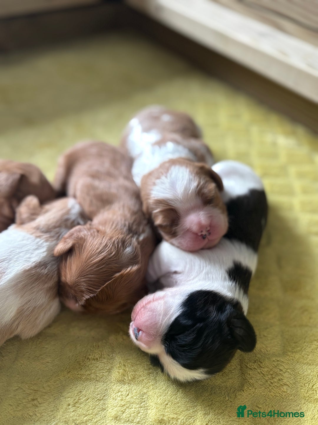 Cavalier King Charles Spaniel dogs for sale: Pugalier Pups ready for their new home!  - Image 29