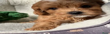 Cavapoo 1