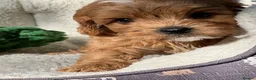 Cavapoo dogs for sale: Cavapoos From Extensively Health Tested Parents - Advert 10