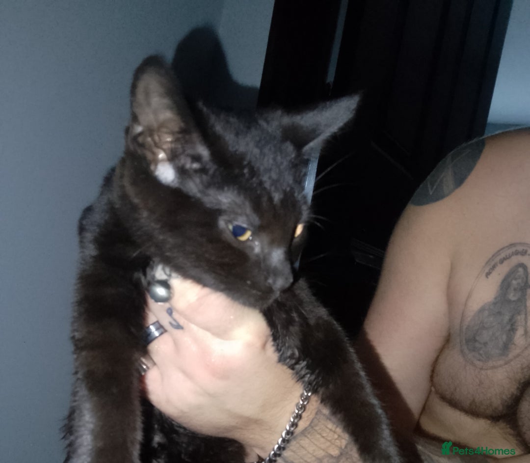 Mixed Breed cats for sale: Female black kittens  - Image 6