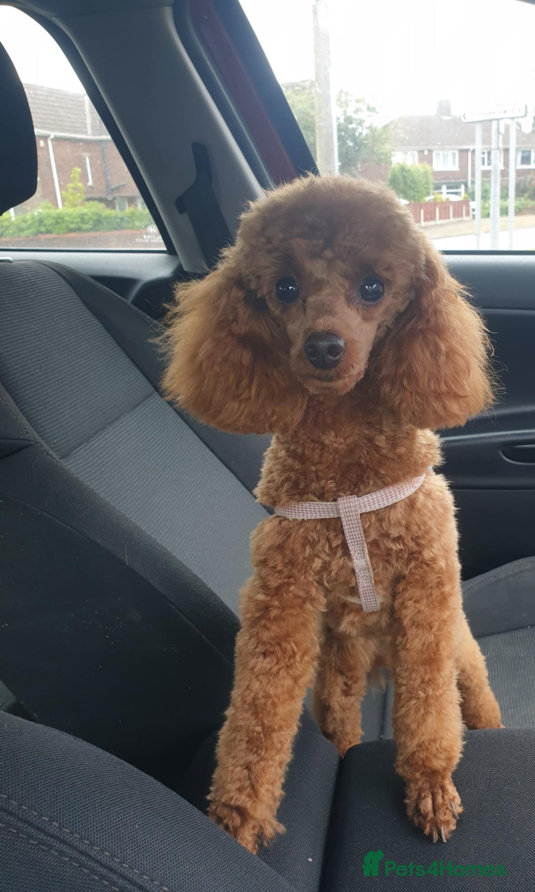 Toy Poodle dogs for sale: Mini TOY POODLES Last one boy available - Advert 36