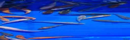 Koi Carp fish for sale: 2 to 4 inch Mixed Koi Carp Fry: young pond fish - Advert 16