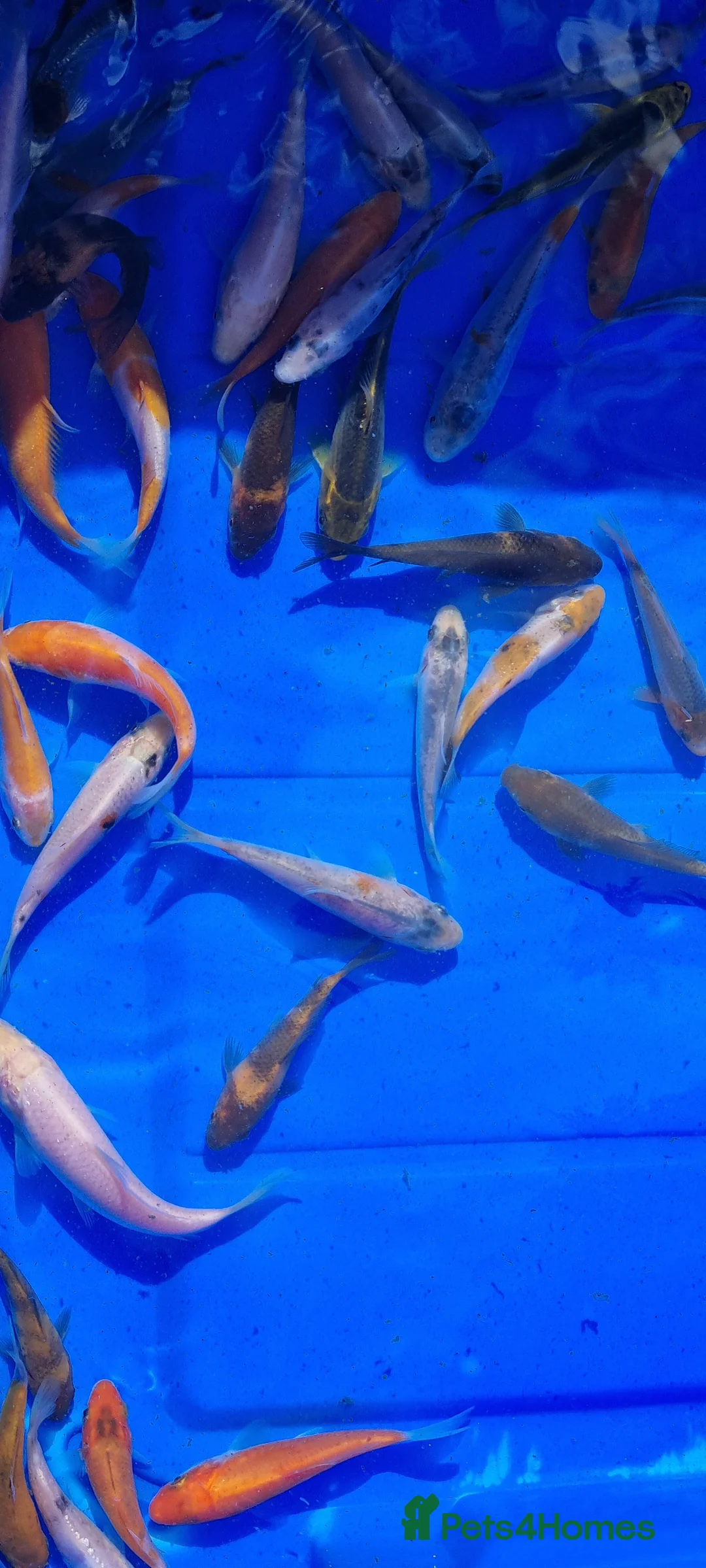 Koi Carp fish for sale: 2 to 4 inch Mixed Koi Carp Fry: young pond fish - Advert 16
