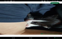 Turkish Van cats for sale: Kittens for sale  - Image 3