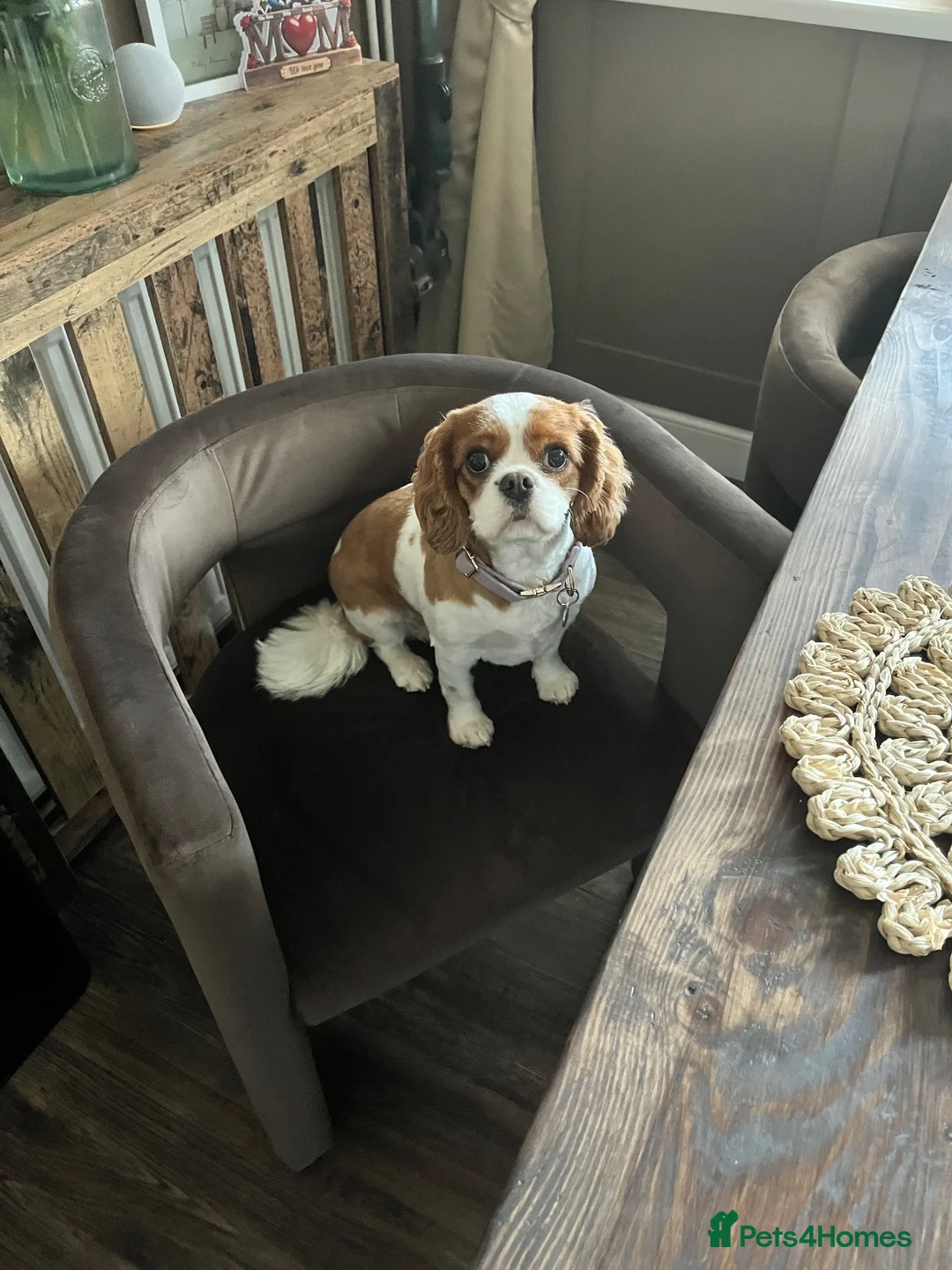 Cavalier King Charles Spaniel dogs for sale: Cavalier King Charles  in Nottingham - Advert 2