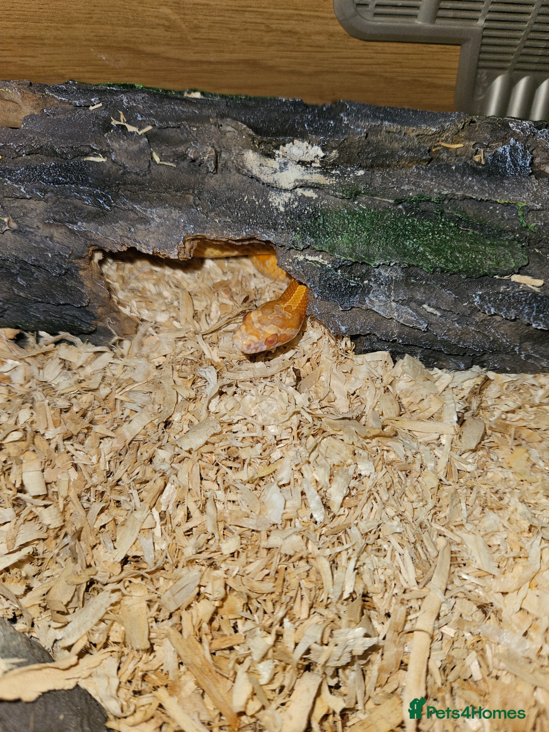 Corn Snake reptiles for sale: Male corn snake  - Advert 3