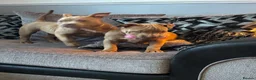 American Bully dogs for sale: American bully puppies  - Advert 5