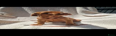 Hungarian Vizsla 3