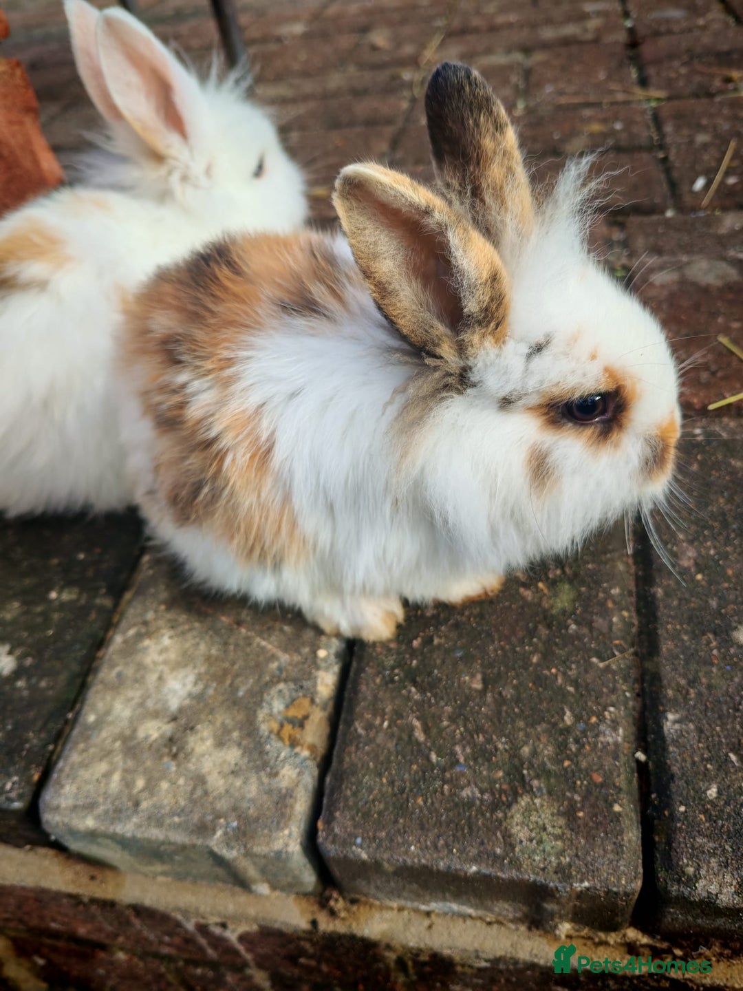 Mini Lion Lop rabbits for sale: Four Mini Lion Lops - Advert 4
