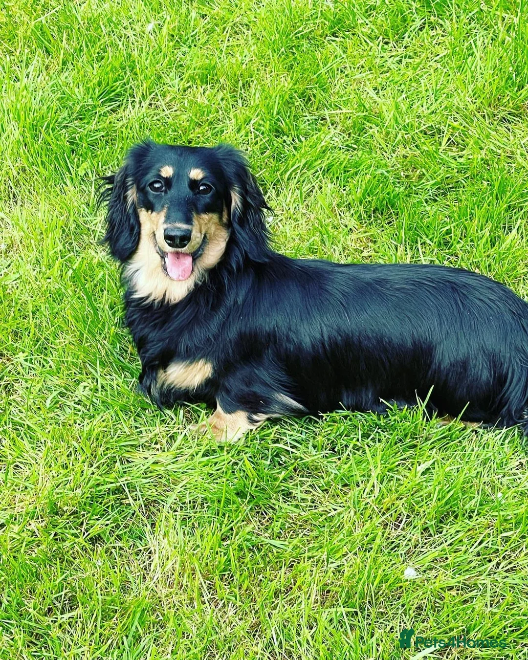Miniature Dachshund dogs for sale: Beautiful dachshund looking for a new home  - Advert 1