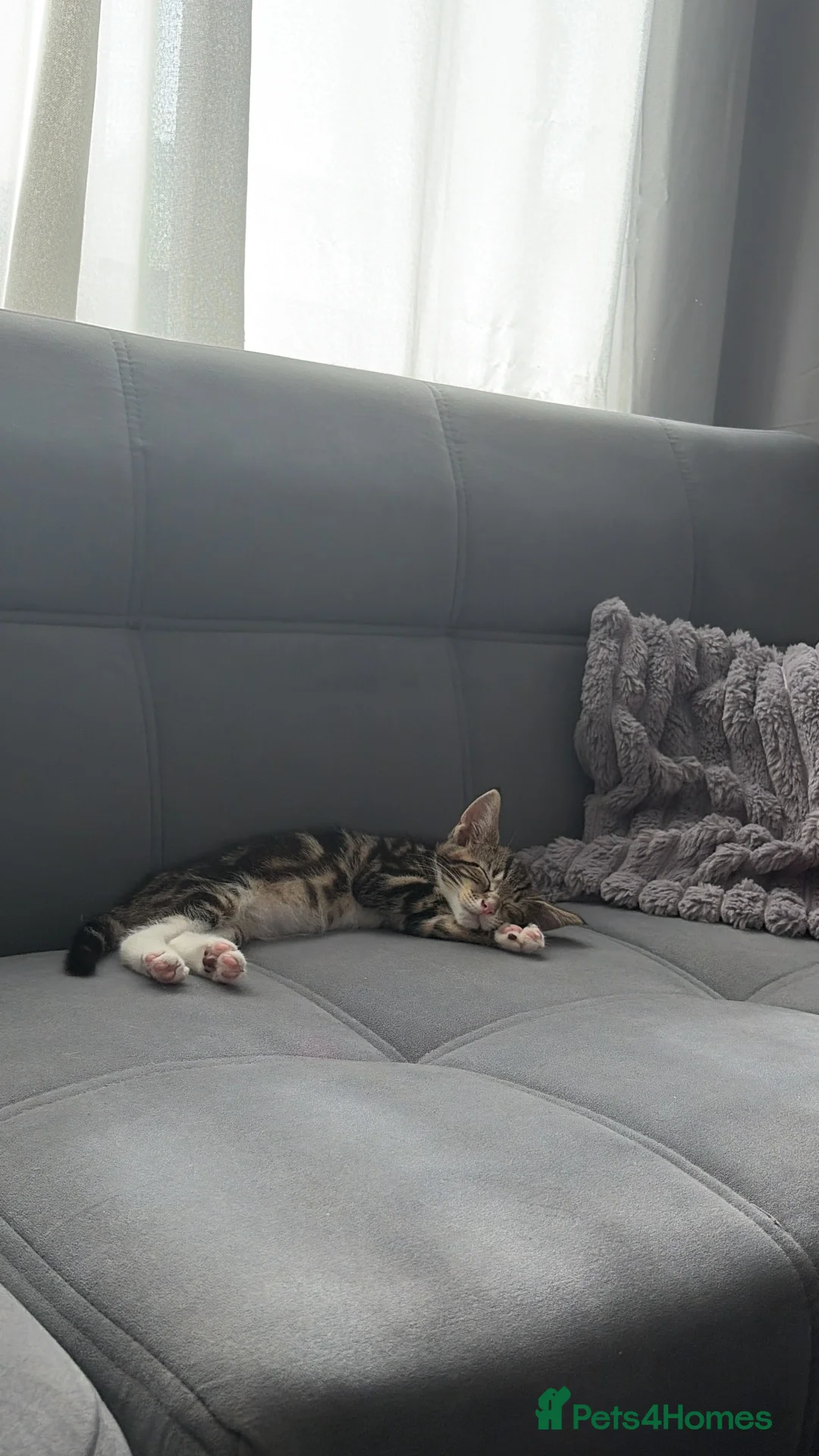 Bengal cats for sale: Kitten bengal - Advert 2