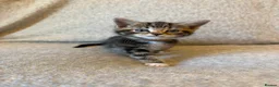 Mixed Breed cats for sale: Adorable Fluffy Tabby Kittens Ready For New Home!! in Skelmersdale - Advert 4