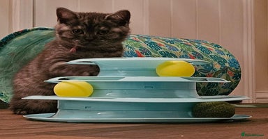 British Shorthair cats - Advert 8