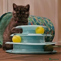 British Shorthair cats - Advert 8