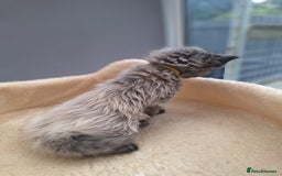 Maine Coon cats for sale: Mainecoon kittens BlackSilver smoke poly non poly - Image 2