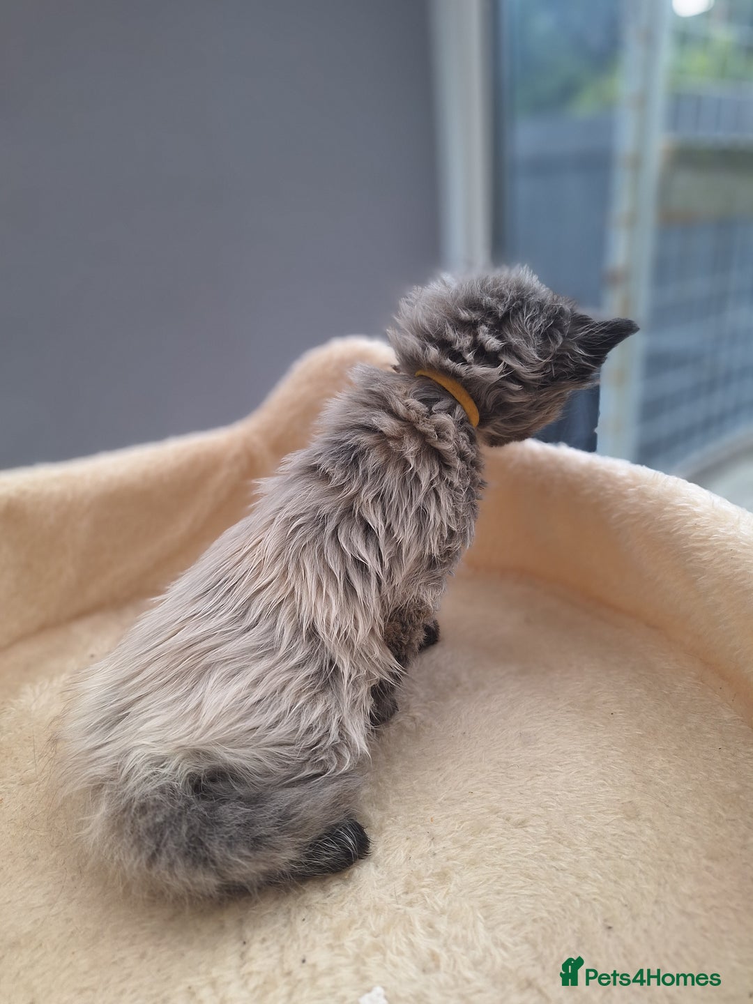 Maine Coon cats for sale: Mainecoon kittens BlackSilver smoke poly non poly - Image 2