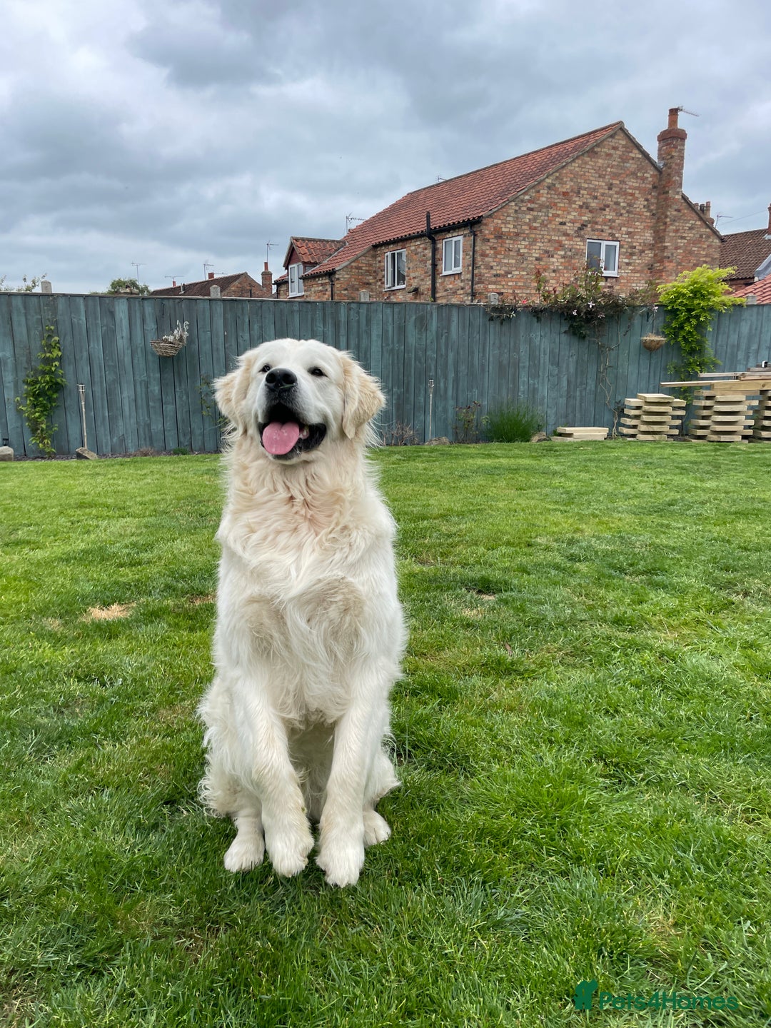 Golden Retriever dogs for stud: KC REGISTERED STUNNING STUD DOG in Beverley - Image 22