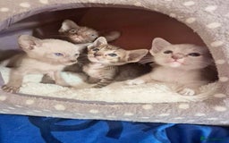 Oriental cats for sale: 2 Oriental boys left ( sold ) - Image 7