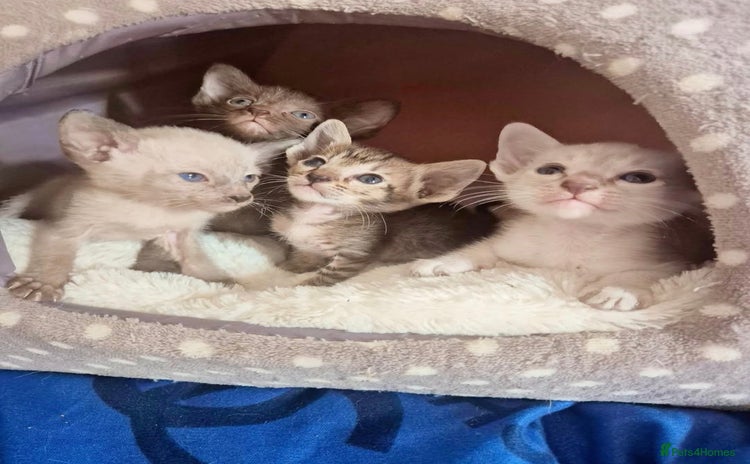 Oriental cats - Advert 2