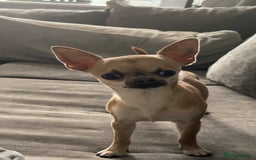 Chihuahua dogs for sale: Rocky - Image 9