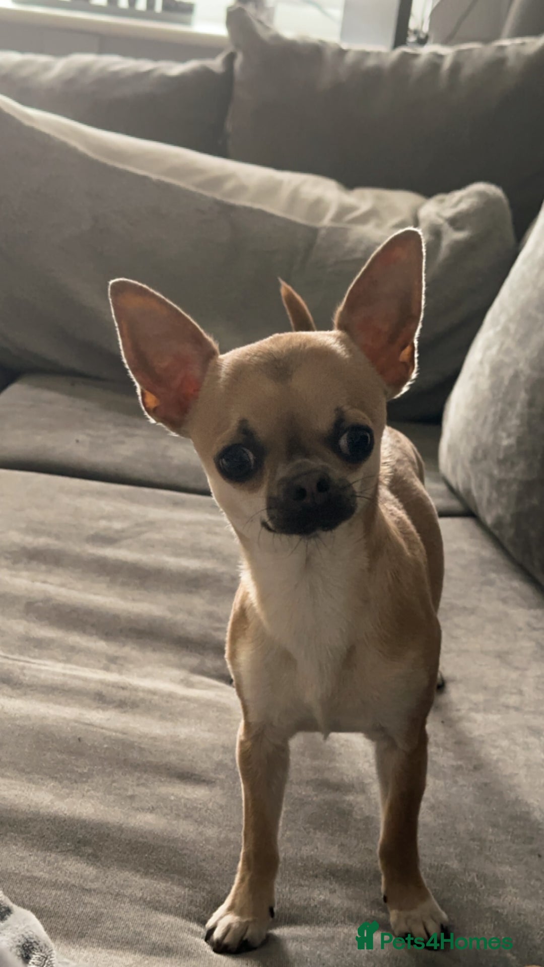 Chihuahua dogs for sale: Rocky - Image 9