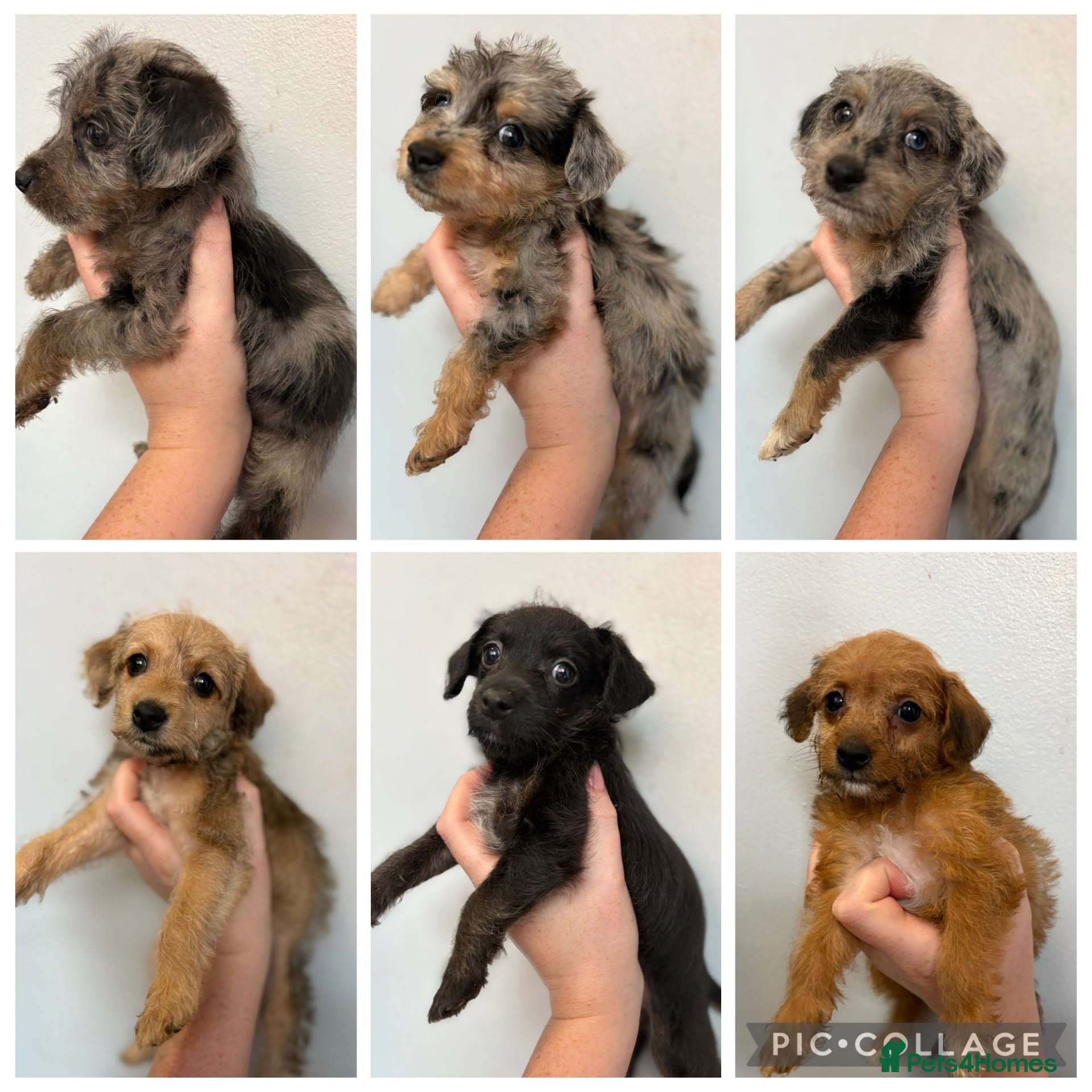 Jackapoo dogs Gorgeous Tiny Jackapoo’s - Advert 1